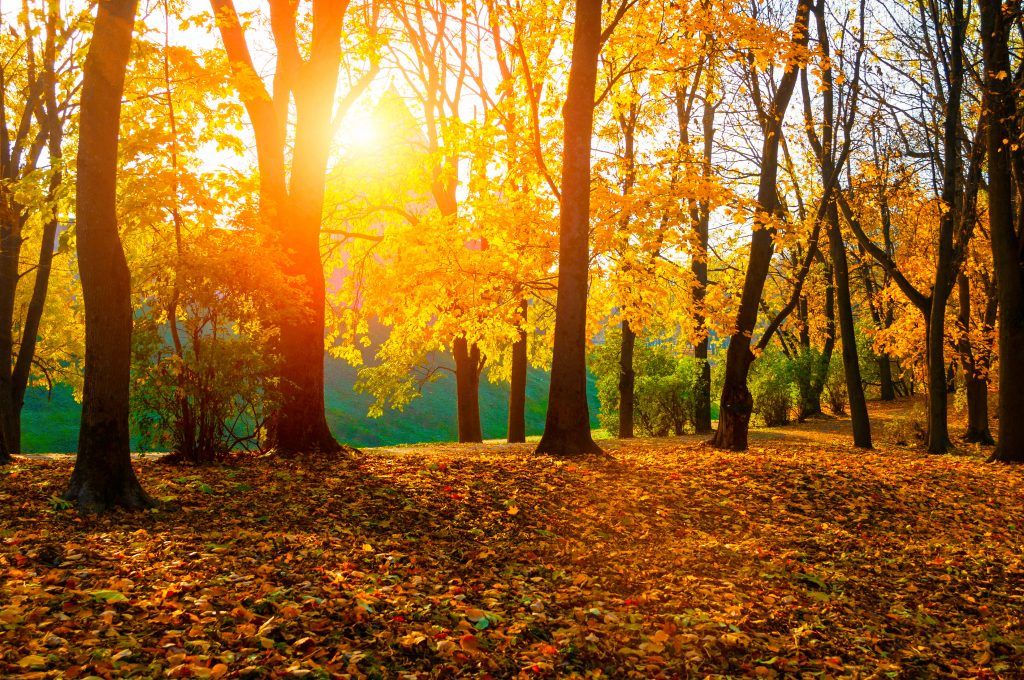 forêt d